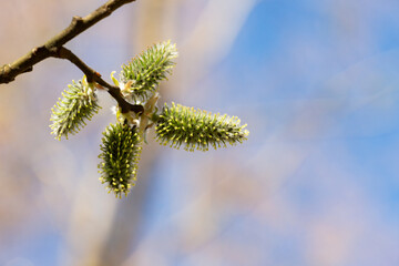 Yellow catkins Salix caprea blooming in spring