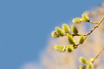Yellow catkins Salix caprea blooming in spring