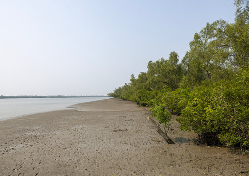 Mangrove in the Sundarbans, Khulna Division, Shyamnagar, Bangladesh