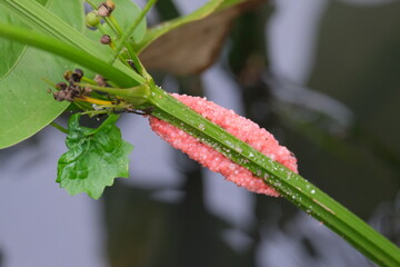 Shellfish eggs on a leaf