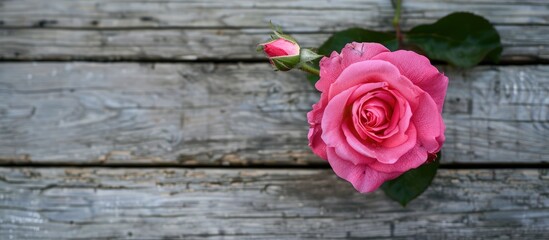 A beautiful pink rose flower displayed on a wooden surface in an outdoor setting with ample copy space image