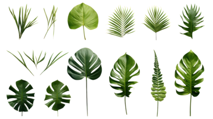set of green monstera palm and tropical plant leaf isolated on white background