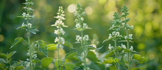 Close up of Circaea lutetiana also called broad leaved enchanter s nightshade with a blurred background showing a fascinating summer floral texture in a copy space image