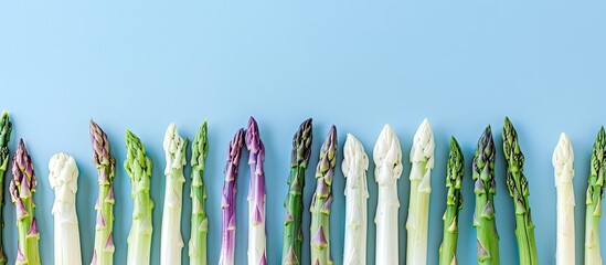 Asparagus of various colors like white purple and green arranged on a blue backdrop for a raw food concept with copy space image Contains fiber a natural prebiotic