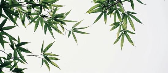 Naklejka premium A background image featuring bamboo leaves against a white sky. Creative banner. Copyspace image