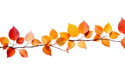 Orange leaves with autumn leaves isolated on white background.