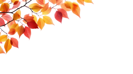 Orange leaves with autumn leaves isolated on white background.
