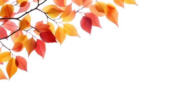 Orange leaves with autumn leaves isolated on white background.