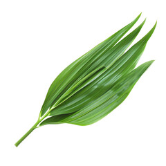 Obraz premium A pandan leaf, tropical herb element