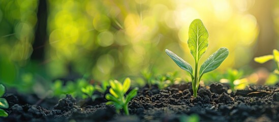 Closeup of a young sprout in spring with copy space image available