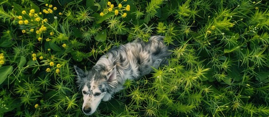Aerial view of a curious grey furred dog walking among tall green grass with flowers in a natural setting providing copy space image