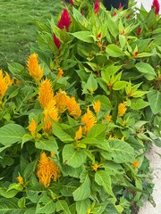 nature,flower,plant,color,red