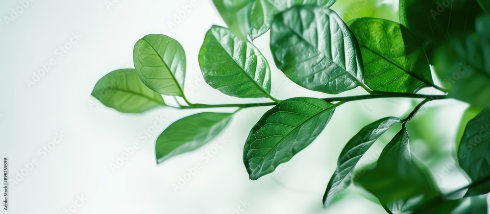 Fototapete A blurred image of a green leafy branch against a white background with added copy space for text or other elements