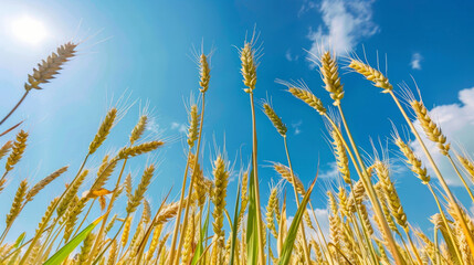 Fototapeta premium Golden wheat stalks reaching for the sunny sky in california