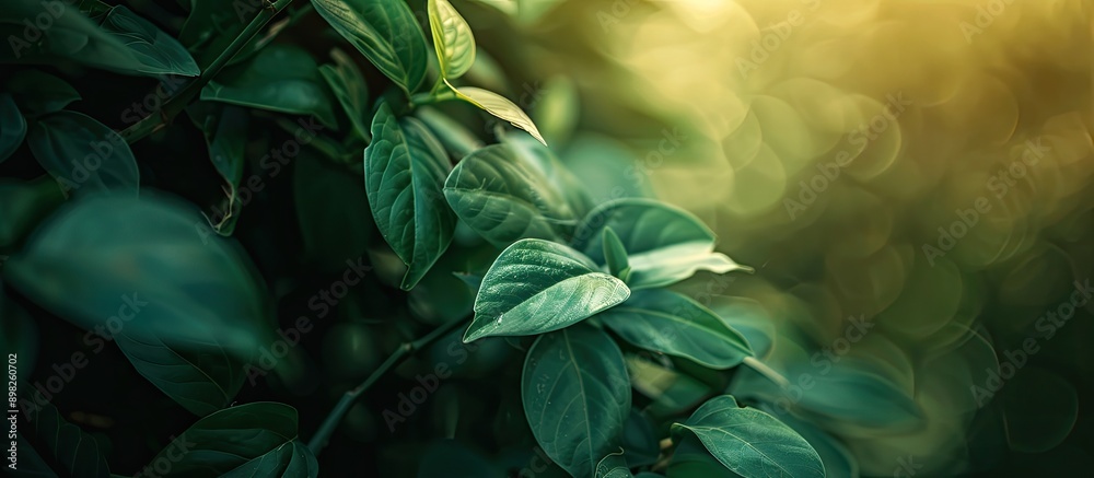 Poster Blurred background complements leafy nature with text and copy space image