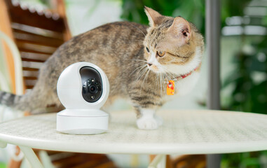 Fototapeta na wymiar Cropped image of mini smart CCTV camera standing on the garden table with cute
