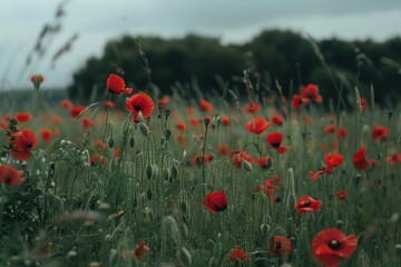 Fototapeta premium Red poppies swaying in a field, Red poppies blooming in a golden wheat field, AI generated