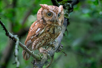 owl