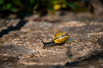 kriechende Bänderschnecke, Schnecke