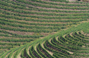 Vineyards of Portugal, Mafeito lookup, Arrives del Duero Natural Park, Salamanca, Castilla y Leon, Spain