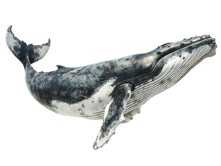 Humpback whale isolated on transparent background