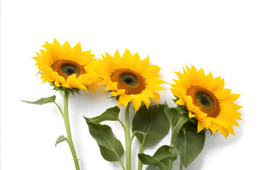 Obraz premium Top view of three sunflower isolated on white background. Seeds and oil. Flat lay flowers center composition, Clipping path