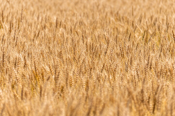 収穫期を迎えた麦畑