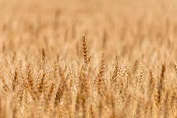 収穫期を迎えた麦畑