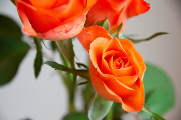 トロピカルアマゾン