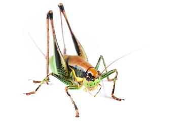  Bush Cricket, Eupholidoptera chabrieri female isolated on white, side view