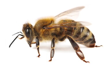 Honeybee isolated on white background, side view