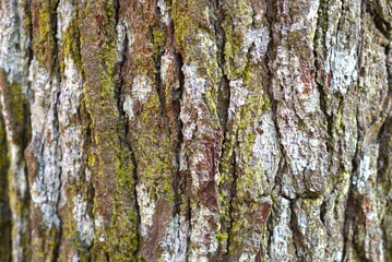 Obraz premium Abstract texture of pine tree bark with moss on the surface suitable as natural background