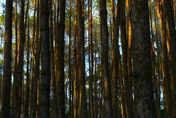 pine tree trunk in a forest with sunlight, a natural background