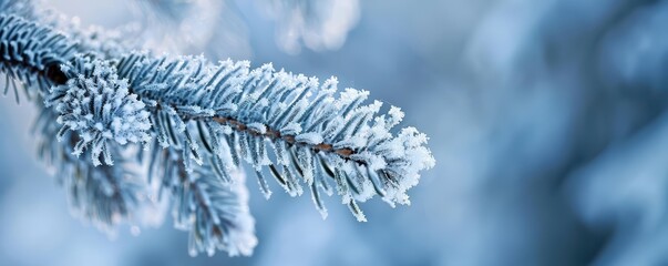 Close-up of a frosted pine branch in winter