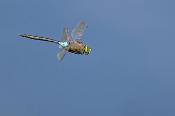 Kleine Königslibelle im Flug am Teich