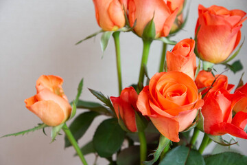 トロピカルアマゾン