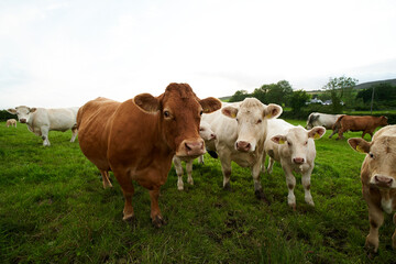 Cows herd on a Ireland grass field during the cloudy evening. 