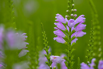 The fake dragon head flower blooming in the park
