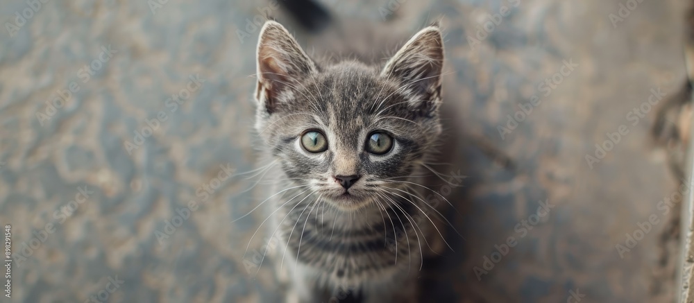 Poster adorable small gray kitten with green eyes sitting on the floor and looking at the camera in a top d