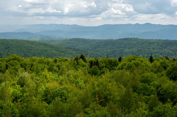 Fototapeta premium beautiful mountains covered with forest and alpine pine under blue sky