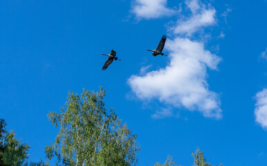 Flying crane birds against the blue sky. Warmia and Masuria region.