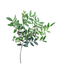 Branch of Pistacia lentiscus.