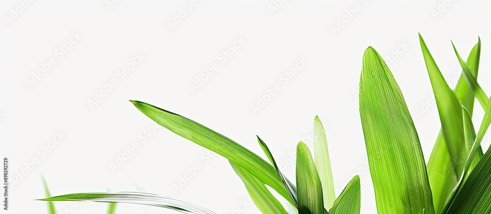 Poster Close up of isolated grass leaves on a white background with copy space image