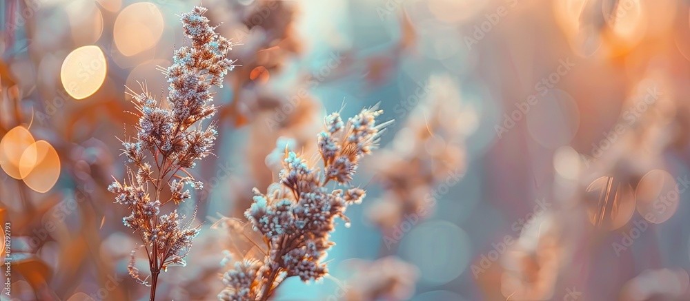 Poster blurry background enhances close up shot of dried flowers in copy space image