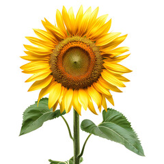 Obraz premium Sunflower isolated on transparent background