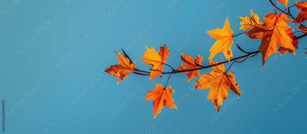 Poster Autumn maple leaves on a branch are illuminated by the setting sun against a blue sky creating a picturesque copy space image