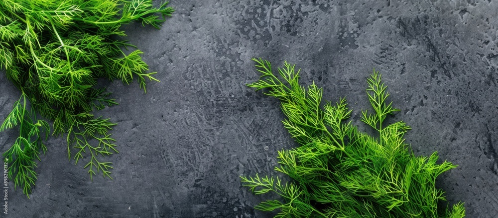 Leinwandbilder top down view of vibrant green dill on a grey surface with ample copy space image