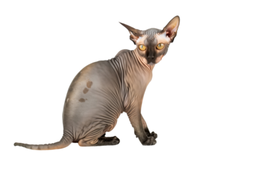 Sphynx cat in transparent bacground