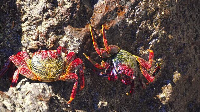 Two colorful sally lightfoot crabs, also known as red rock crabs or Grapsus adscensionis, are standing on volcanic rock on the coast of Madeira island