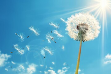 Fototapeta premium Dandelion seeds blowing in the wind